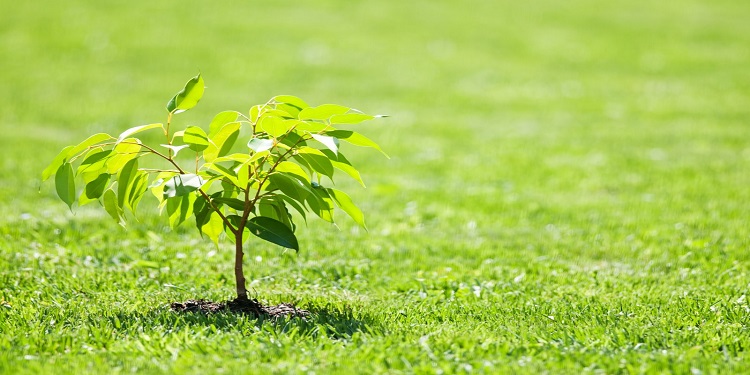 Journée de l'arbre